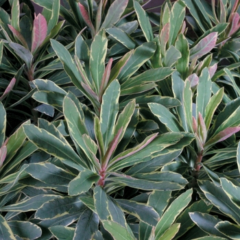 Euphorbia amygdaloides hybrid Wood Spurge - Helena's Blush