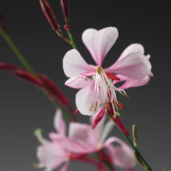 Gaura lindheimeri Butterfly Flower - Stratosphere™ Pink Picotee