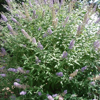 Buddleia davidii 'Lochinch' - Butterfly Bush