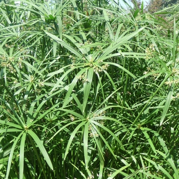 Cyperus alternifolis - Umbrella Plant