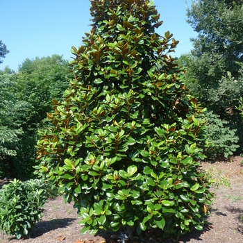 Magnolia grandiflora 'Southern Charm' - Teddy Bear Magnolia