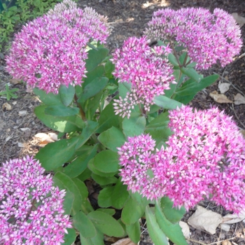 Sedum 'Mr Goodbud' - Mr Goodbud Sedum