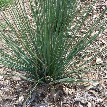 Juncus inflexus 'Blue Dart' - Common rush