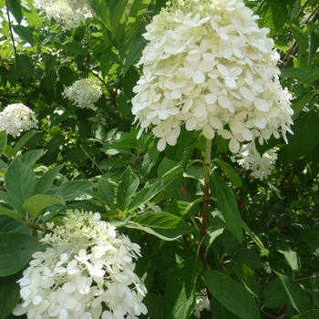 Hardy Hydrangea - Limelight