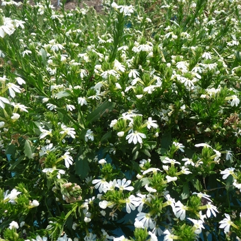 Scaevola 'White Wonder' - White Fan Flower