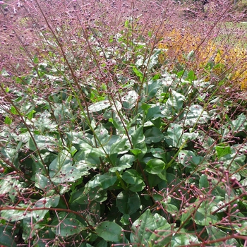Talinum paniculatum - Jewels of Opar