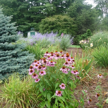 Echinacea purpurea - Purple Coneflower