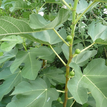 Ficus carica 'Kadota' - Kadota Fig