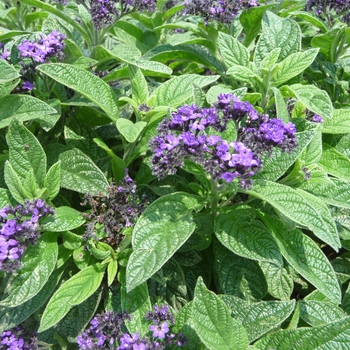 Helioptropium arborescens - Fragrant Heliotrope