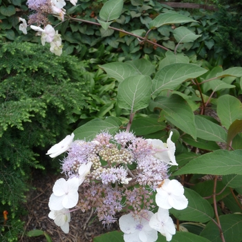 Hydrangea aspera - Hydrangea