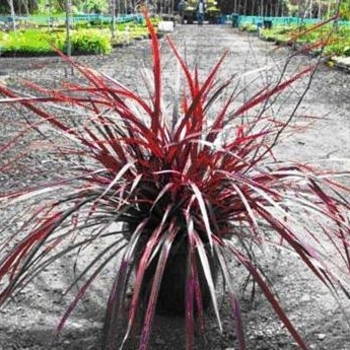 Cordyline 'Design a Line Burgundy' - Design a Line Burgundy Cordyline