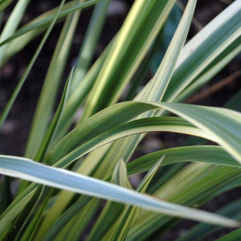 Cordyline 'Torbay Dazzler' - Torbay Dazzler Cordyline
