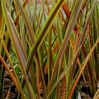 New Zealand Flax