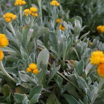 Chrysocephalum 'Silver Sunburst' - Strawflower