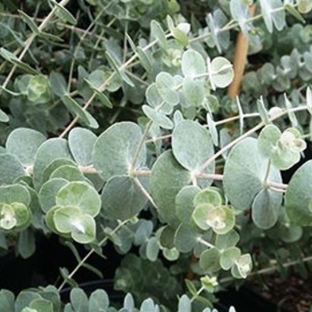 Eucalyptus pulverulenta 'Baby Blue' - Silver Dollar Tree