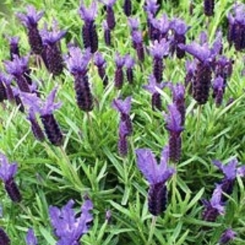 Lavandula stoechas 'Violet Lace' - Violet Lace Lavender