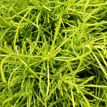 Santolina virens 'Lemon Fizz' - Lavender Cotton