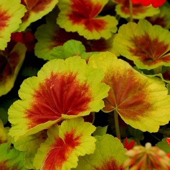Pelargonium hortorum 'Indian Dunes' - Geranium Indian Dunes