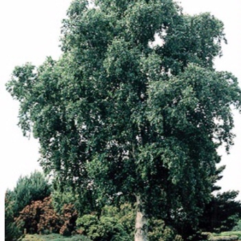 Betula pendula - European White Birch