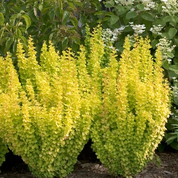 Barberry - Sunjoy® Gold Pillar