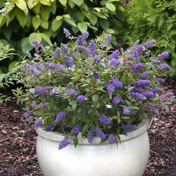 Butterfly Bush - Lo & Behold™ 'Blue Chip'
