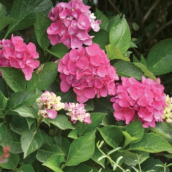 Bigleaf Hydrangea - Cityline™Venice