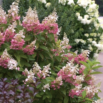 Hardy Hydrangea - Pinky Winky™