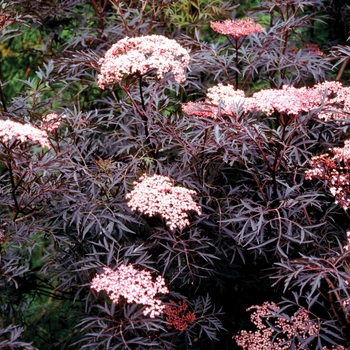 Elderberry - Black Lace™