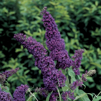 Buddleia davidii Butterfly Bush - ''Purple Emperor™
