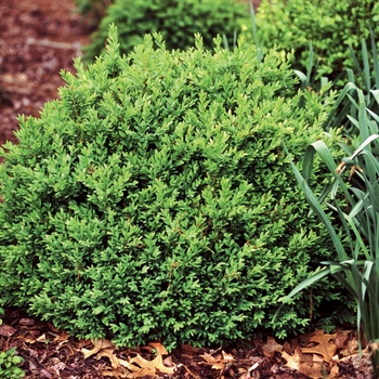 Buxus sempervirens - North Star®