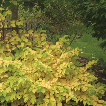 Cornus stolonifera - Arctic Fire®