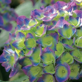 Hydrangea - Cityline™ Rio