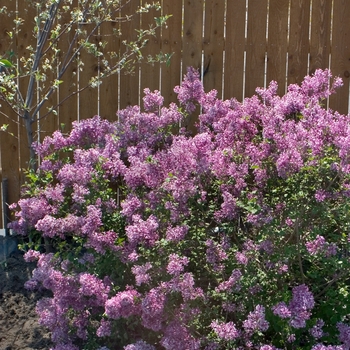 Reblooming Lilac - Bloomerang® Purple