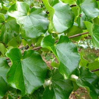 Cercis canadensis texensis 'Oklahoma' - Redbud