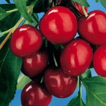 Prunus avium - Bing Cherry