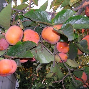 DIOSPYROS KAKI - FUYU PERSIMMON
