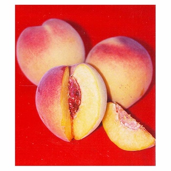 Prunus persica - Babcock Peach
