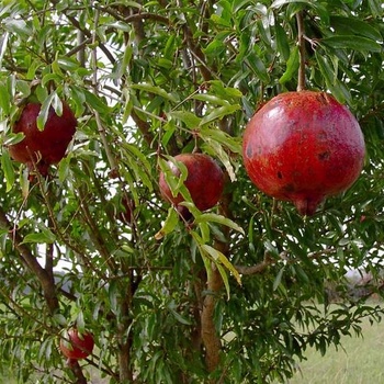 Punica granatum 'Wonderful' - Pomegranate