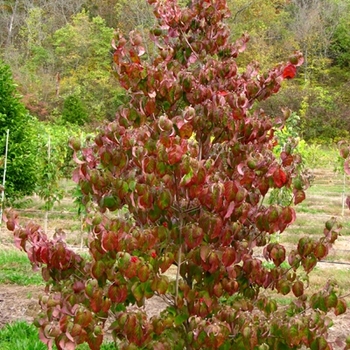 Cornus florida 'Cherokee Brave' - Cherokee Brave Flowering Dogwood