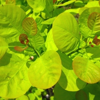 Cotinus coggygria 'Golden Spirit' - Golden Smoke Tree