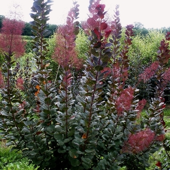 Cotinus 'Grace' - Purple Smoke Tree