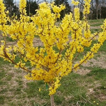 Forsythia x intermedia 'Spring Glory' - Spring Glory Forsythia