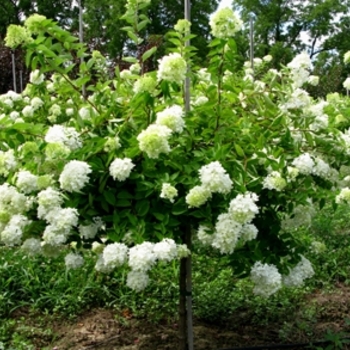 Hydrangea paniculata 'Grandiflora' - Pee Gee Hydrangea