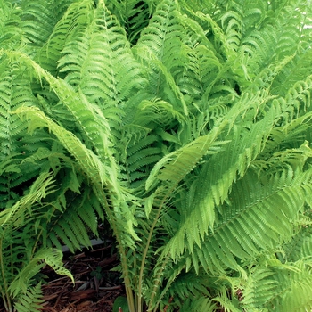 Matteuccia struthiopteris - Ostrich Fern