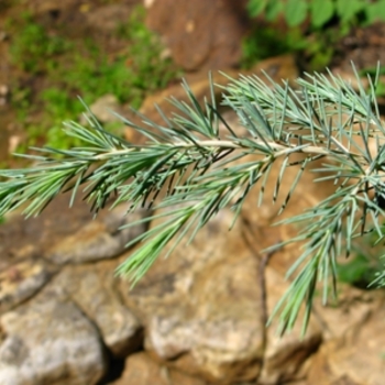 Cedrus deodara - Deodar Cedar