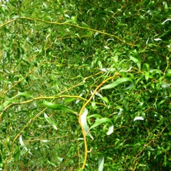 Salix 'Scarlet Curls' - Scarlet Curls Willow