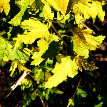 Physocarpus opulifoius Nugget - Nugget Ninebark