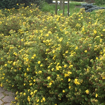 Potentilla fruticosa Goldfinger - Goldfinger Shrubby Cinquefoil