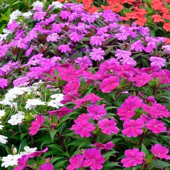 IMPATIENS for the SUN - SunPatiens® Collection