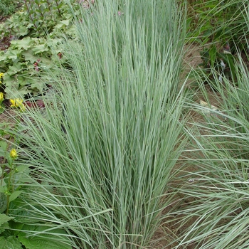 Schizachyrium scoparium 'The Blues' - 'The Blues' Little Bluestem